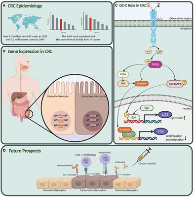 Guanylate cyclase-C Signaling Axis as a theragnostic target in colorectal cancer: a systematic review of literature